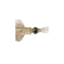 SAvage Gear SWIM SQUID RTF 160 g